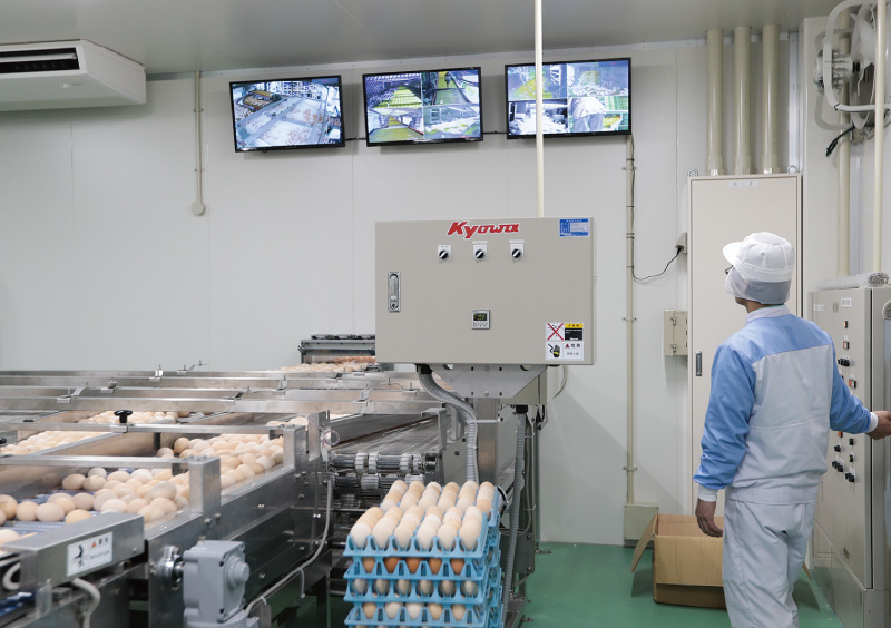 Japanese egg inspection equipment performs thorough inspections