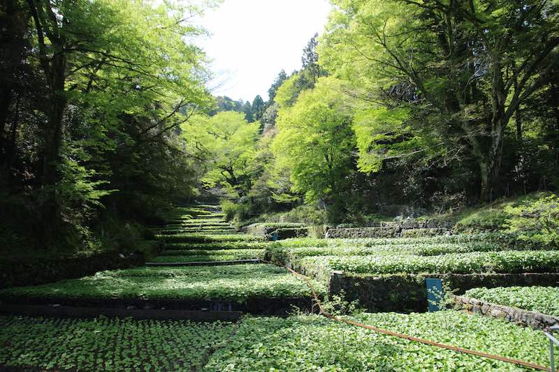 Wasabi grown in the clear mountain streams