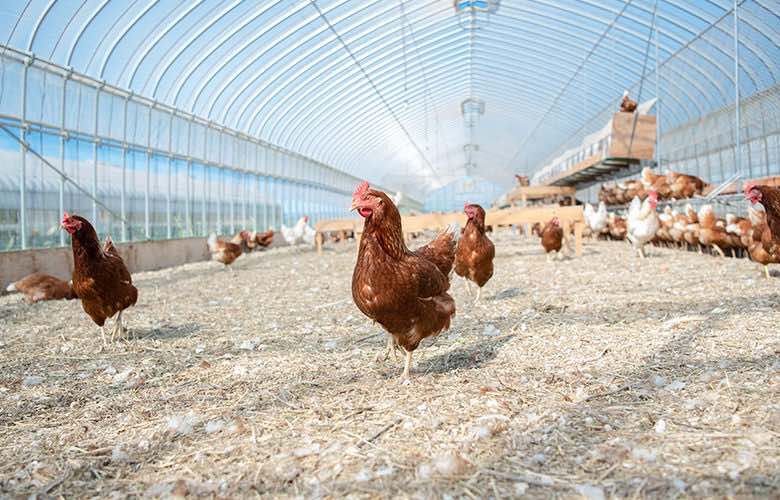 Japanese chickens raised on flat land