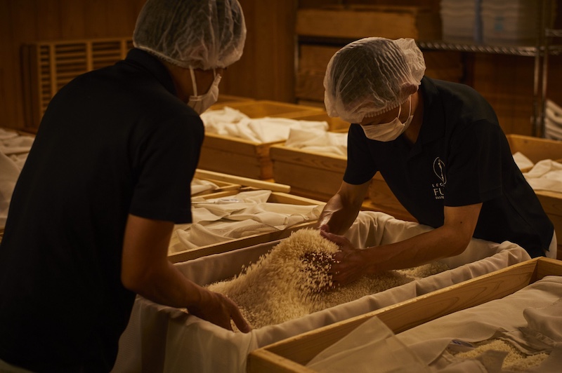 Important steps in sake brewing: The master brewer mixes the steamed rice with koji