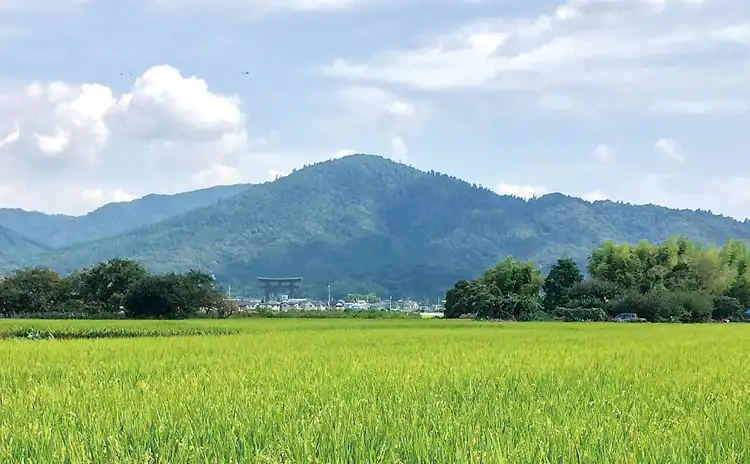 Beautiful rice fields and the sacred Mount Miwa, where gods are said to reside