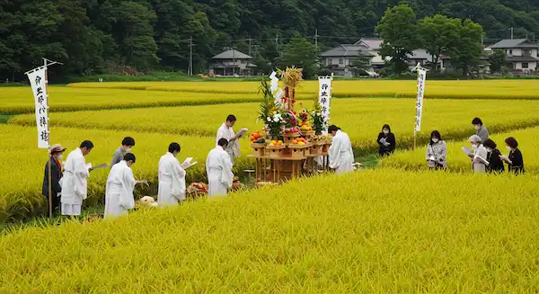 A rice field where the traditional Japanese Shinto ritual, Niiname-sai, is being held