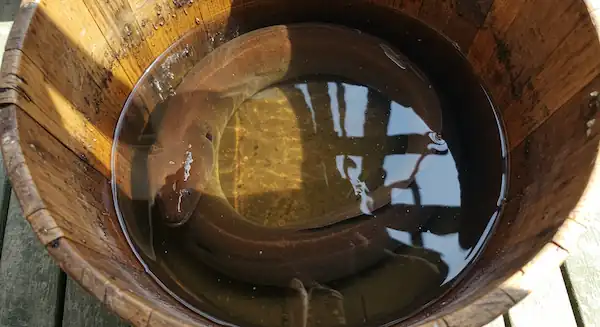 A live eel in a wooden bucket